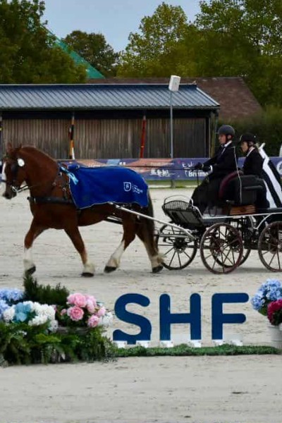  Le cheval breton brille aux championnat de France SHF des jeunes chevaux
