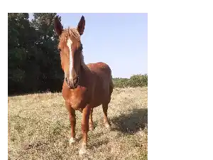 Image de ORCHIDEE DE BOURIANE
