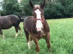 Image de PRINCE DE CHINAN