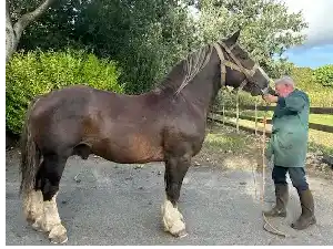 Image de LIMPIDE DE TELLEN