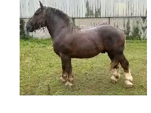 Image de MADGIC DES STERENN