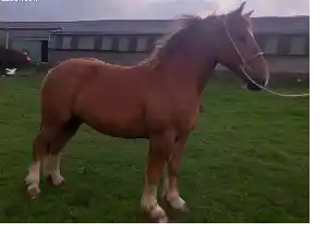 Image de NOUMEA DE LAUNAY