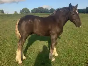 Image de PRINCE DE LAUNAY