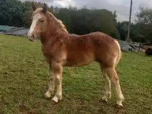 Image de PRUNELLE DE LAUNAY