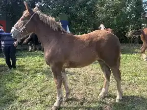 Image de PRALINE DE LAUNAY