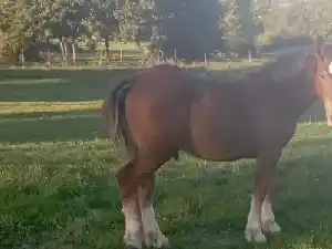 Image de PRINCE DU COMBET