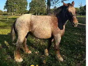 Image de NINA DE PARC MORVAN