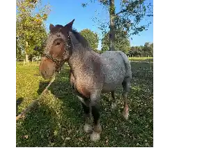 Image de NINA DE PARC MORVAN