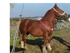 Image de OCYBEL DE RANNEE