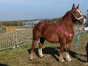 Image de OCYBEL DE RANNEE