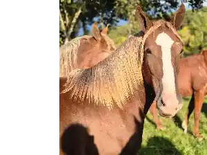 Image de OLGA DU MOULIE