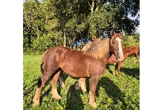 Image de OLGA DU MOULIE