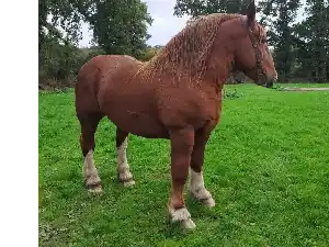 Image de JACASSEUR DU PALUD