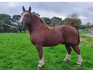 Image de JACASSEUR DU PALUD