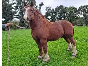 Image de JACASSEUR DU PALUD