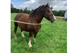 Image de JAZE DE VALLERIE