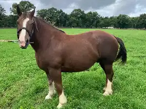 Image de JAZE DE VALLERIE