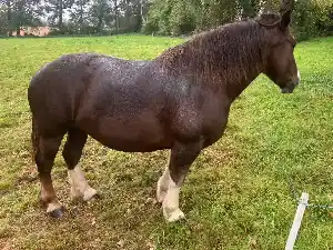 Image de JAZE DE VALLERIE