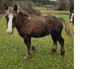 Image de PIKACHU DU BETONNET