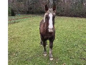 Image de PIKACHU DU BETONNET