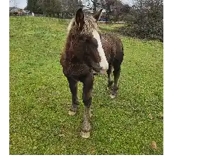 Image de PIKACHU DU BETONNET