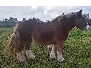 Image de MOON DE KERNEZOC