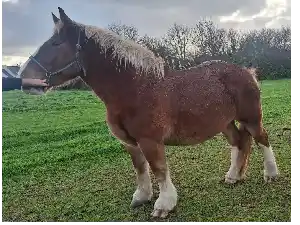 Image de MOON DE KERNEZOC