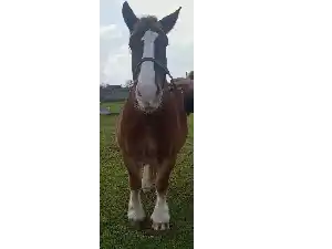 Image de MOON DE KERNEZOC