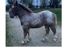 Image de PIETRO DE GOAZ