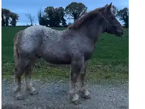 Image de PIETRO DE GOAZ