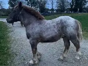 Image de PIETRO DE GOAZ