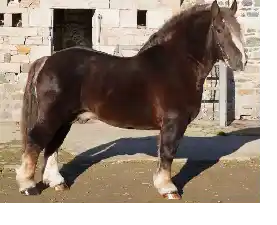 Image de LOUTIK LIW AN AMZER