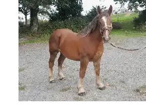 Image de OLGA D'AVAILLES