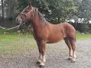 Image de OLGA D'AVAILLES