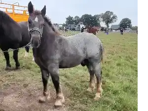 Image de PRINCE LA HUCHELOIRE