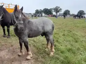 Image de PRINCE LA HUCHELOIRE