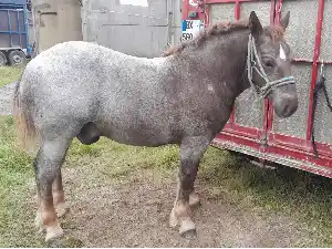 Image de PRINCE LA HUCHELOIRE