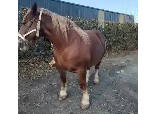 Image de KALINE DE BELLE VUE