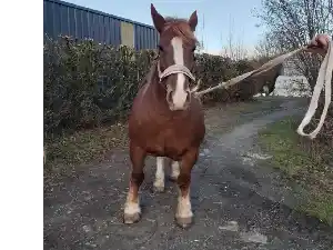 Image de KALINE DE BELLE VUE