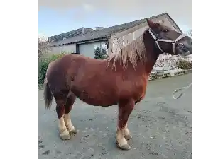 Image de KALINE DE BELLE VUE