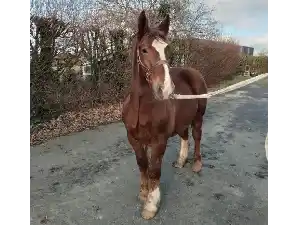 Image de PABLO DE BELLE VUE