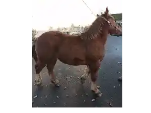 Image de PABLO DE BELLE VUE