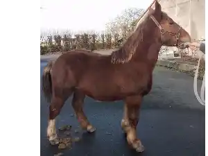 Image de PABLO DE BELLE VUE