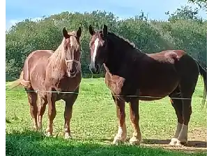 Image de NEIZH KERGUIRIDIC