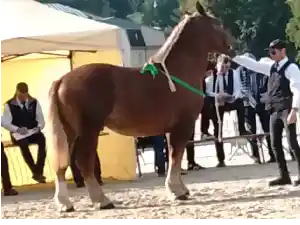 Image de NEIZH KERGUIRIDIC