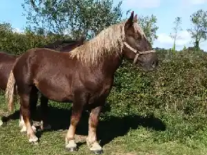 Image de NEIZH KERGUIRIDIC