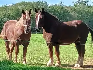 Image de NERZH KERGUIRIDIC