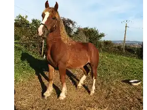 Image de ORENN KERGUIRIDIC