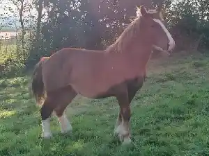 Image de ORENN KERGUIRIDIC