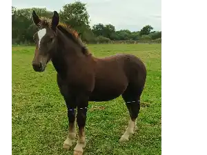 Image de PILPOUZ KERGUIRIDIC